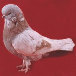 ANGIELSKI REDNIODZIOBY8